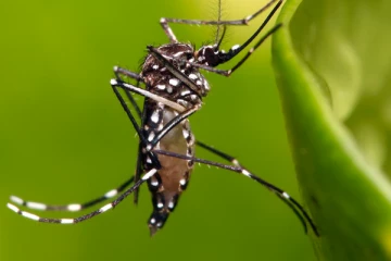 நாட்டில் டெங்கு மற்றும் சிக்குன்குன்யா பரவும் அபாயம்