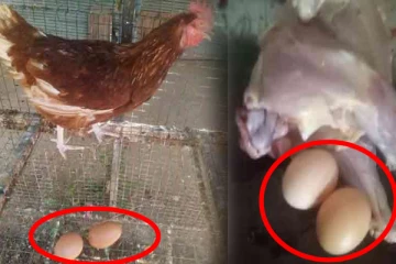 2 மூட்டைபோடும் அதிசய கோழியை கொன்ற நபர்