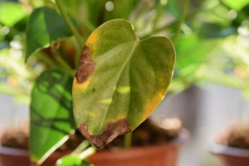 வீட்டில் உள்ள மணி பிளான்ட் செடி வாடிப்போனால் என்ன நடக்கும் தெரியுமா?