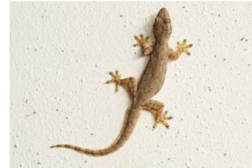 பல்லிகளை இவ்வாறு பார்த்தால் அபச குணமா? பலரும் அறியாத உண்மை