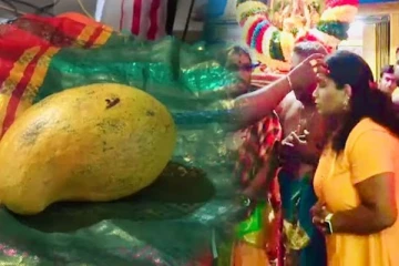 162,000 ரூபாய்க்கு ஏலத்தில் விற்கப்பட்ட மாம்பழம்