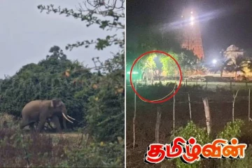முல்லைத்தீவில் பொலிஸ் நிலையம் -ஆலய வளாகங்களுக்குள் புகுந்த காட்டுயானைகள்