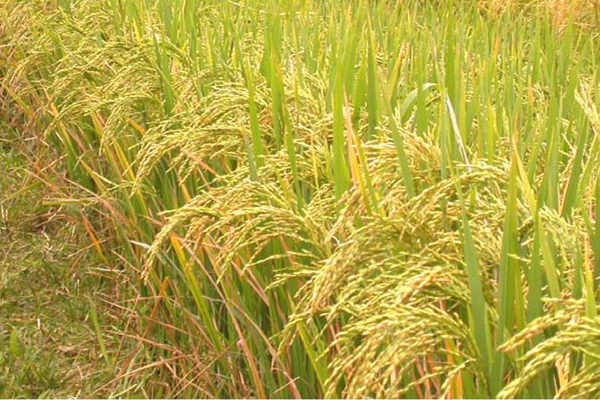 நெல் கட்டுப்பாட்டு விலை நீக்கப்பட வேண்டும் | Controlled Price Of Paddy Should Be Removed