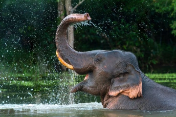 ලෝක අලි දිනය අදයි – වනඅලි ඇතුන්ට ප්‍රබල තර්ජනයක්