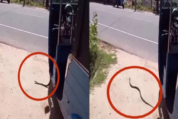 முச்சக்கரவண்டிக்குள் மறைந்திருந்த கருநாகம் : சாரதி அருந்தப்பு