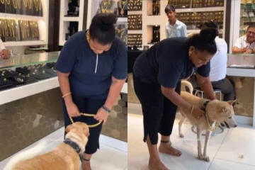 வளர்ப்பு நாய்க்கு 2,50,000 ரூபாயில் தங்க சங்கிலி! பிறந்தநாள் பரிசு வைரல் வீடியோ