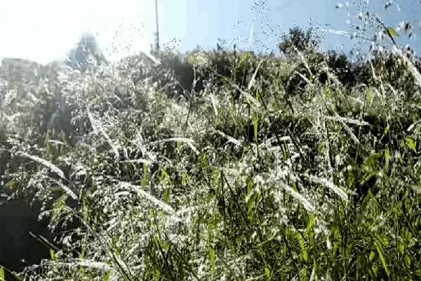 பொகவந்தலாவ பகுதியில் பூக்கள் மீது உறைபனி | Frost On Flowers In Bogavantlava Area பொகவந்தலாவ பகுதியில் பூக்கள் மீது உறைபனி | Frost On Flowers In Bogavantlava Area