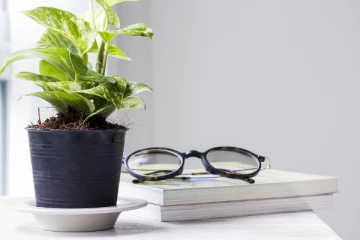 படுக்கை அறையில் மணி பிளான்ட் வைக்கலாமா? வாஸ்து சாஸ்திர குறிப்புகள்