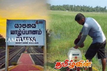 குடத்தனையில் நெற்பயிர்களுக்கு மடிச்சுக்கட்டி நோய்
