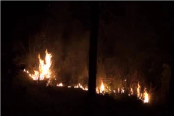 காட்டுப்பகுதிகளுக்கு இனந்தெரியாத விசமிகள் தீ வைப்பு; பல ஏக்கர் வனப்பகுதி தீக்கிரை!