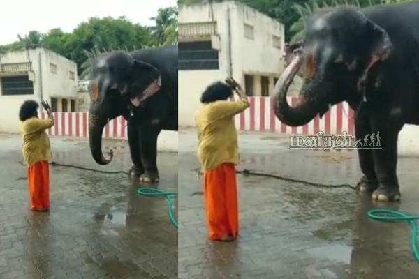 காமெடி நடிகர் யோகி பாபுவுக்கு சல்யூட் அடிக்கும் கோவில் யானை! மிரண்டு போன பக்தர்கள் | Yogibabu Viral Funny Video