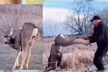 உயிரை காப்பாற்றிய மனிதன்: நன்றி தெரிவிக்க வீட்டிற்கே வந்த மான் கூட்டம்: வைரல் வீடியோ