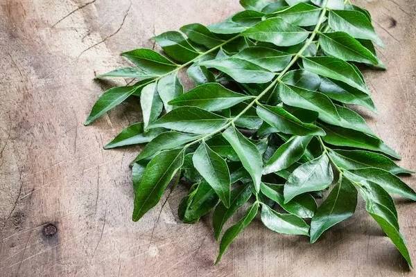 கறிவேப்பிலை நீண்ட நாட்களுக்கு ஃப்ரெஷ்ஷாவே இருக்கணுமா? இத மட்டும் பண்ணுங்க | Easy Tips How To Keep Curry Leaves Fresh In Fridge