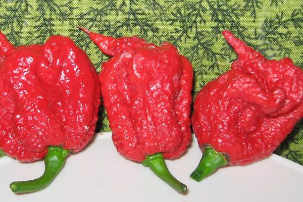 உலகிலேயே அதிக காரமான மிளகாயை உண்ணும் சவால்: சுவிட்சர்லாந்தில் திகிலை ஏற்படுத்திய விடயம் | Swiss Platforms Challenge To Eat Carolina Reaper