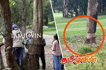 நுவரெலியாவில் பழமையான மரங்களை வெட்டுவதற்கு எதிராக வழக்கு தொடர தீர்மானம்