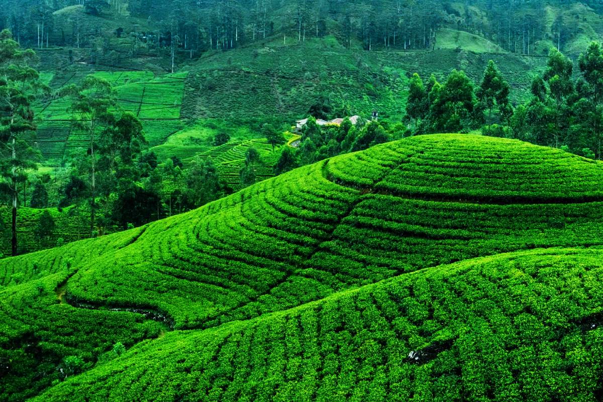 போர் எதிரொலியால் குறைந்த தேயிலை ஏற்றுமதி: மில்லியன் டொலர் வருமான இழப்பு | Sri Lanka Tea Export Loss Middle East War Impact