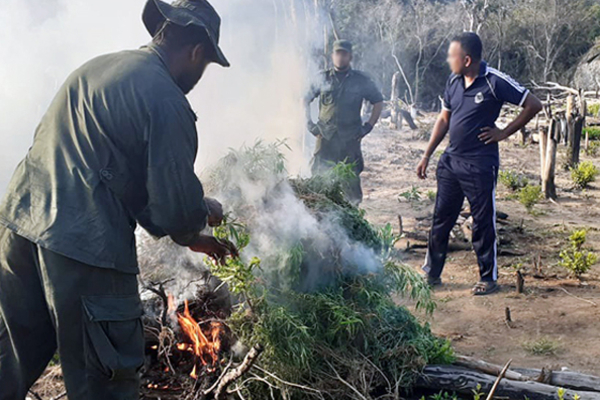 30 ஆயிரம் கஞ்சா சேனை சுற்றிவளைத்து அழிப்பு! | 30 000 Cannabis Plants Destroyed Srilanka 30 ஆயிரம் கஞ்சா சேனை சுற்றிவளைத்து அழிப்பு! | 30 000 Cannabis Plants Destroyed Srilanka