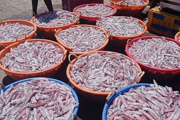 நீண்ட நாட்களின் பின் மகிழ்ச்சியில் மீனவர்கள்! | Happy Fishermen After Long Days Mannar