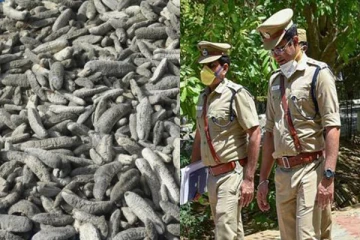 இலங்கைக்கு கடத்தப்படவிருந்த கடல் அட்டைகள் மீட்பு