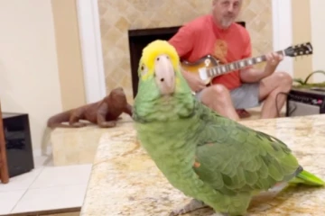 இசைக்கு ஏற்ப பாட்டு பாடும் கிளி! வீடியோவை பார்த்தீங்கன்னா... அசந்துடுவீங்க...