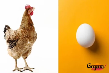 මුලින් ආවේ කුකුළද? බිත්තරේද? - ඔන්න උත්තරේ හම්බෙලා... (PHOTO)