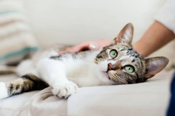 பூனைகளுக்கு ஊரடங்கு அறிவித்த வெளிநாடு ஒன்று! மீறினால் கடும் அபராதம்