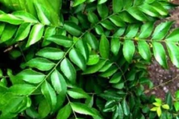 இது தெரிஞ்சால் இனி கறிவேப்பிலையை ஒதுக்கி வைக்க மாட்டீர்கள்!