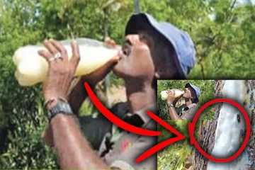 வேப்ப மரத்திலிருந்து கொட்டும் பால்: ஆச்சரியத்தில் மக்கள்