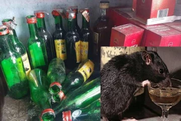 12 மதுபாட்டில்களை குடித்தே அழித்த எலிகள்.. அதிர்ச்சியடைந்த ஊழியர்கள்