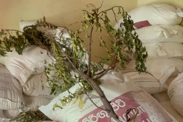 மன்னாரில் பாவனைக்கு உதவாத கோதுமை மா பறிமுதல் (PHOTOS)