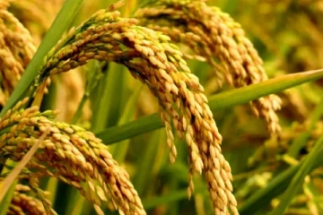 அரிசி இறக்குமதியால் நெல் ஆலை உரிமையாளர்கள் பாதிப்பு