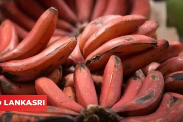 இந்த பழத்தை தினமும் சாப்பிட்டு வந்தால் தீராத மலச்சிக்கல் பிரச்சினை உடனே தீர்ந்துவிடும்!