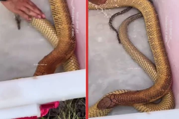 ராஜ நாகத்தையே அசால்ட்டாக குளிப்பாட்டும் நபர்... வைரலாகும் காணொளி!