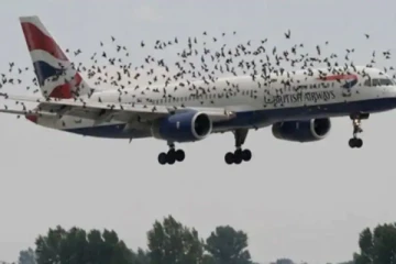 நடுவானில் நடந்த திகில் சம்பவம்! விமானத்தை சூழ்ந்த பறவை கூட்டம்.. பதறிப்போன விமானி செய்த காரியம்