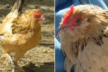 கின்னஸ் சாதனை படைத்த உலகின் மிகப் பழமையான கோழி உயிரிழப்பு!