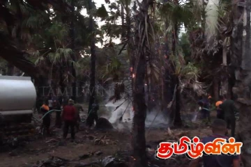 யாழ்.கட்டைக்காட்டில் நூற்றுக்கணக்கான பனை மரங்களுக்கு தீவைப்பு