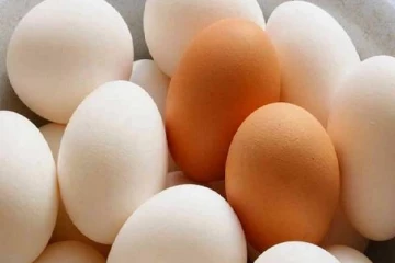 முட்டையை கிலோ கணக்கில் விற்பனை செய்ய நடவடிக்கை