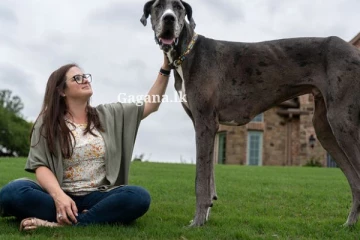 ලොව උසම සුනඛයා දැක තිබෙනවා ද? - ලොවම හඬවමින් සියුස් දිවියට සමුදෙයි.. (PHOTOS)