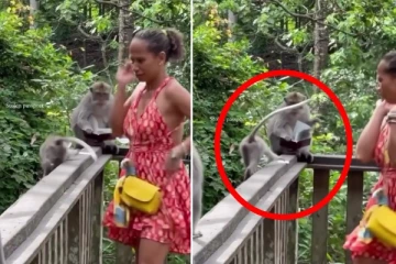 பாஸ்போர்ட்டை பிக்பாக்கெட் அடித்த குரங்கு: கண்ணெதிரே கிழித்தெறிந்ததால் ஷாக்கான பெண் சுற்றுலா பயணி