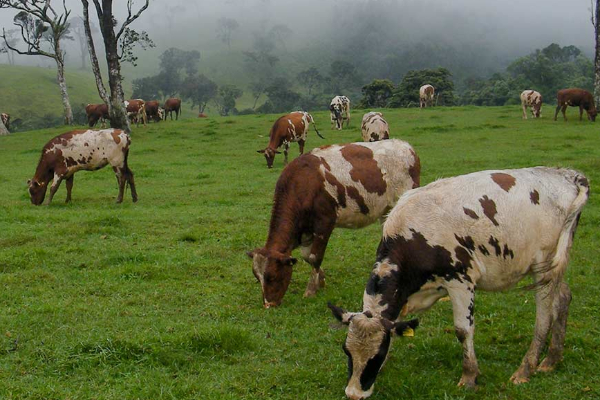 களவாடப்படும் மாடுகள்; 25 ஆயிரம் ரூபா சன்மானம்! | Batticaloa Stolen Cows 25 Thousand Rupees Reward களவாடப்படும் மாடுகள்; 25 ஆயிரம் ரூபா சன்மானம்! | Batticaloa Stolen Cows 25 Thousand Rupees Reward