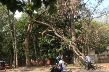 சூறாவளியால் முறிந்த மரம்: வவுனியா மக்களுக்கு அச்சுறுத்தல் (Photos)