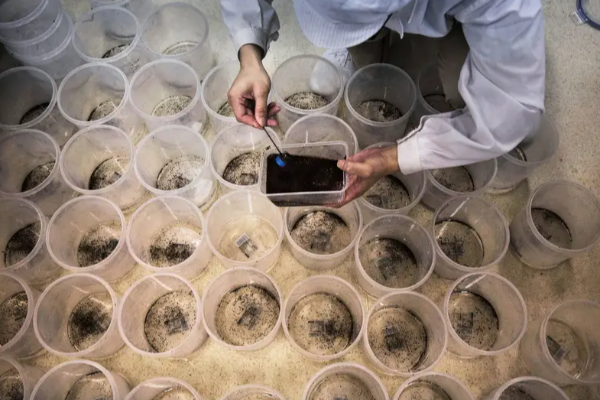 வாரத்திற்கு 190 மில்லியன் கொசுக்களை உற்பத்தி செய்யும் தொழிற்சாலை - பின்னணி என்ன? | Why Brazil Opened Largest Mosquito Factory