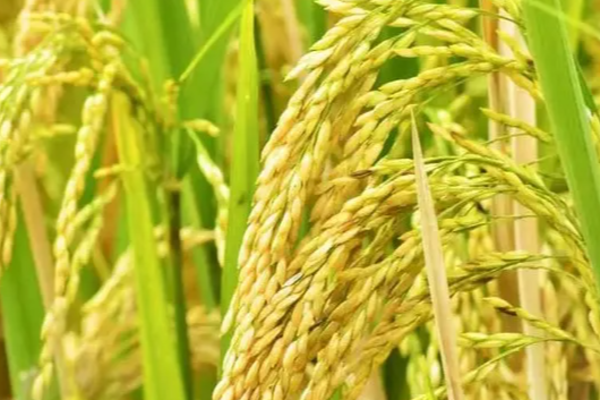 புதிய வகை நெல் இனம் கண்டுபிடிப்பு | Discovery Of A New Variety Of Rice