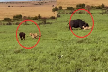 ஒத்தை ஆளாக சிங்கங்களை விரட்டியடித்த காட்டெருமை: வைரலாகும் காணொளி