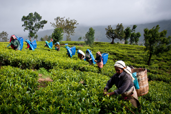 மலையகப் பகுதிகளில் டித்வா புயலின் கோர தாண்டவம்!கனேடிய தமிழர் பேரவை வெளியிட்டுள்ள கவலை | Ditwah Cyclone Affects Canadian Tamil Association மலையகப் பகுதிகளில் டித்வா புயலின் கோர தாண்டவம்!கனேடிய தமிழர் பேரவை வெளியிட்டுள்ள கவலை | Ditwah Cyclone Affects Canadian Tamil Association