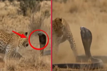 கருநாகத்துக்கும் சிறுத்தைக்குமான அரிய சண்டை காட்சி! இறுதியில் நடந்தது என்ன?