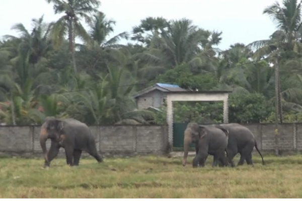 மட்டக்களப்பில் பெரும் அட்டகாசம் செய்யும் காட்டுயானைகள் | Wild Elephants Causing Major Havoc In Batticaloa மட்டக்களப்பில் பெரும் அட்டகாசம் செய்யும் காட்டுயானைகள் | Wild Elephants Causing Major Havoc In Batticaloa