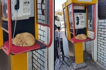 டெலிபோன் பூத்தில் ஒய்யாரமாக படுத்துறங்கும் பூனை! வைரலாகும் கியூட் புகைப்படம்