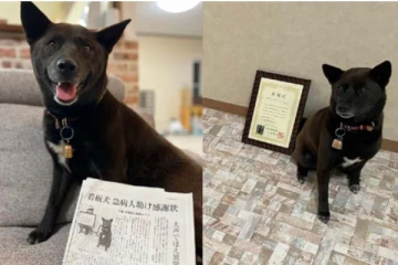 மாரடைப்பால் சுருண்டுவிழுந்த உரிமையாளரை காப்பாற்றிய நாய்க்கு கிடைத்த விருது