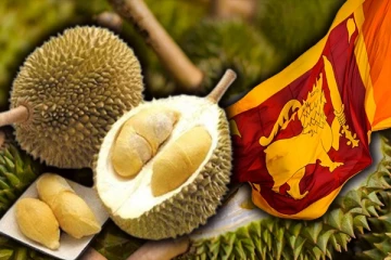 இலங்கையில் முதலாவது துரியன் மாதிரி செய்கை வலயம் : முன்னெடுக்கப்படவுள்ள நடவடிக்கை